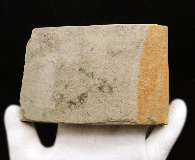 国内マニアックシリーズ！秋田県田沢湖周辺の中新世の地層から産出した、見事に炭化した ブナ（Fagus） と思しき葉の化石（その4）