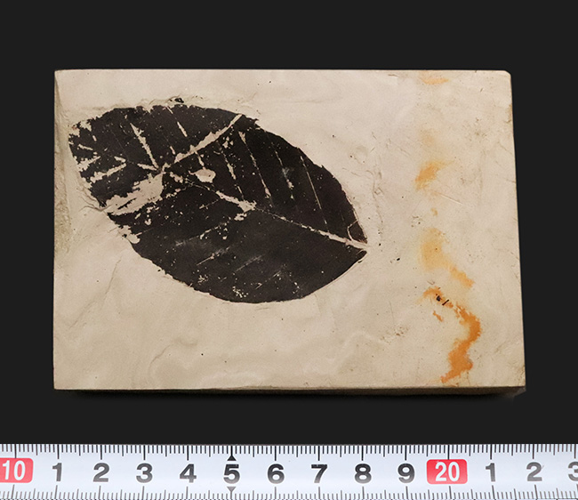 国内マニアックシリーズ！秋田県田沢湖周辺の中新世の地層から産出した、見事に炭化した ブナ（Fagus） と思しき葉の化石（その6）