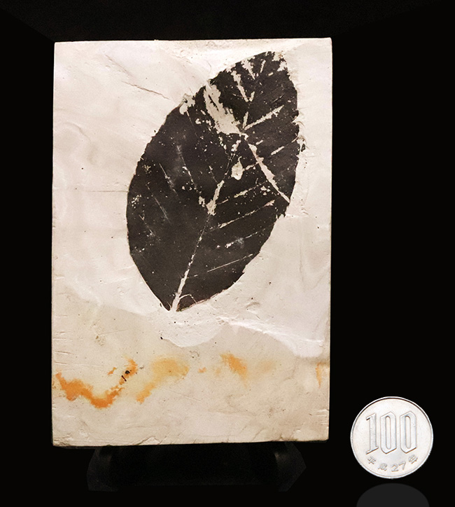 国内マニアックシリーズ！秋田県田沢湖周辺の中新世の地層から産出した、見事に炭化した ブナ（Fagus） と思しき葉の化石（その7）