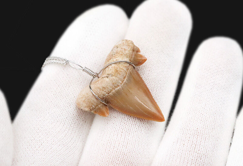 モロッコの太古の海から届いたタイムカプセル。古代サメ（オトドゥス）の歯をあしらったペンダントトップ（シルバーチェーン付き）（その3）