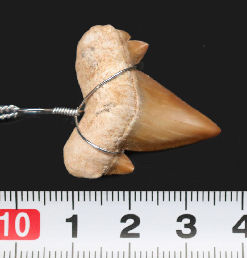 モロッコの太古の海から届いたタイムカプセル。古代サメ（オトドゥス）の歯をあしらったペンダントトップ（シルバーチェーン付き）（その5）