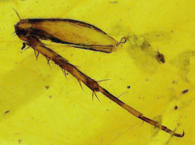 中央に昆虫の肢を内包した、大きく美しいミャンマー琥珀・バーマイト（Burmite）（その1）