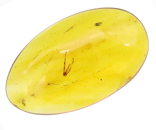 中央に昆虫の肢を内包した、大きく美しいミャンマー琥珀・バーマイト（Burmite）（その2）