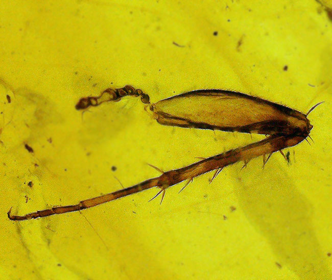 中央に昆虫の肢を内包した、大きく美しいミャンマー琥珀・バーマイト（Burmite）（その3）