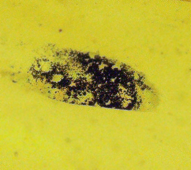 中央に昆虫の肢を内包した、大きく美しいミャンマー琥珀・バーマイト（Burmite）（その4）