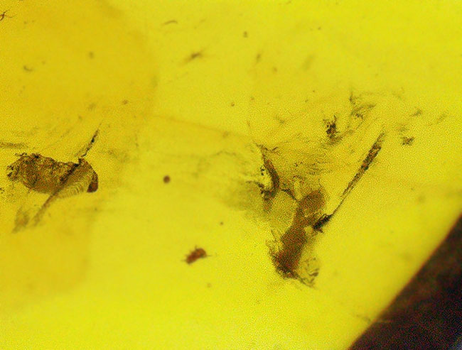 中央に昆虫の肢を内包した、大きく美しいミャンマー琥珀・バーマイト（Burmite）（その5）