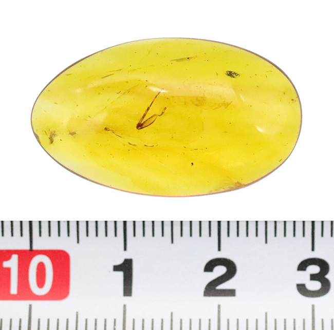 中央に昆虫の肢を内包した、大きく美しいミャンマー琥珀・バーマイト（Burmite）（その8）