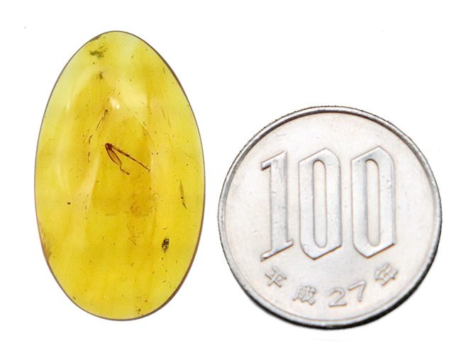 中央に昆虫の肢を内包した、大きく美しいミャンマー琥珀・バーマイト（Burmite）（その9）