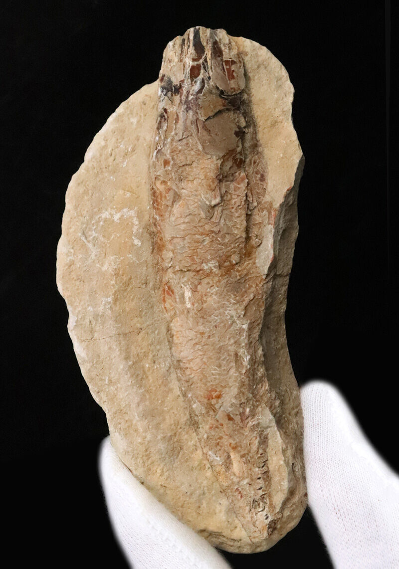 今や入手困難なブラジル産のオールドストック！コレクションに最適な11cmサイズ、絶滅古代魚ラコレピス（Rhacolepis）（その1）