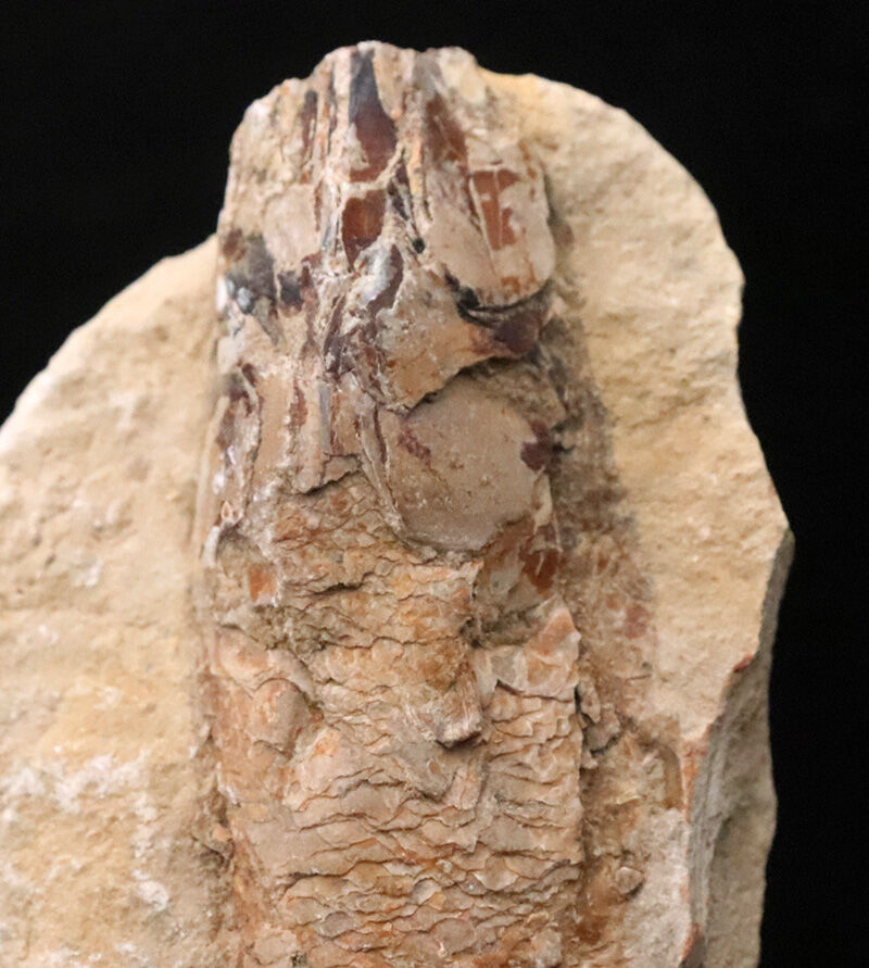 今や入手困難なブラジル産のオールドストック！コレクションに最適な11cmサイズ、絶滅古代魚ラコレピス（Rhacolepis）（その2）