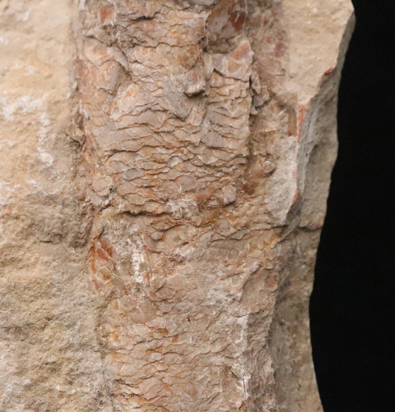 今や入手困難なブラジル産のオールドストック！コレクションに最適な11cmサイズ、絶滅古代魚ラコレピス（Rhacolepis）（その3）