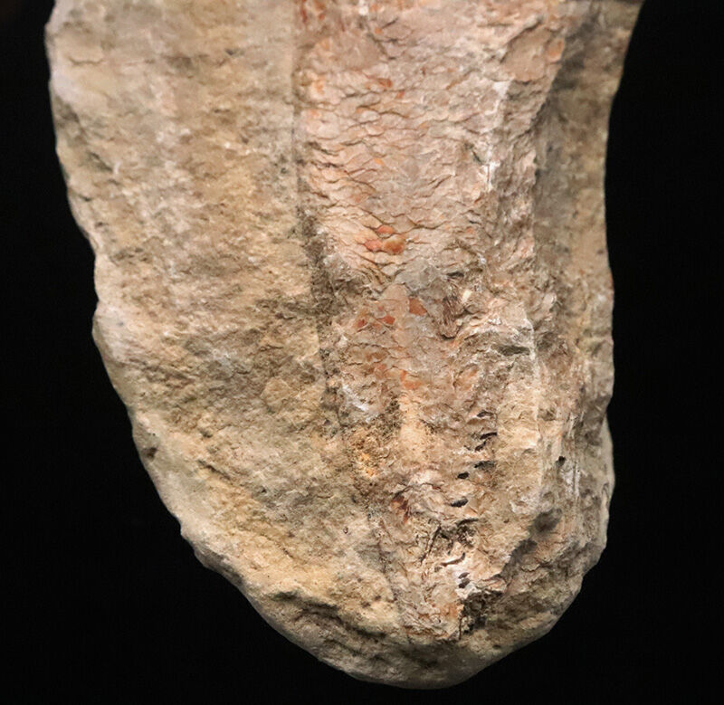 今や入手困難なブラジル産のオールドストック！コレクションに最適な11cmサイズ、絶滅古代魚ラコレピス（Rhacolepis）（その4）