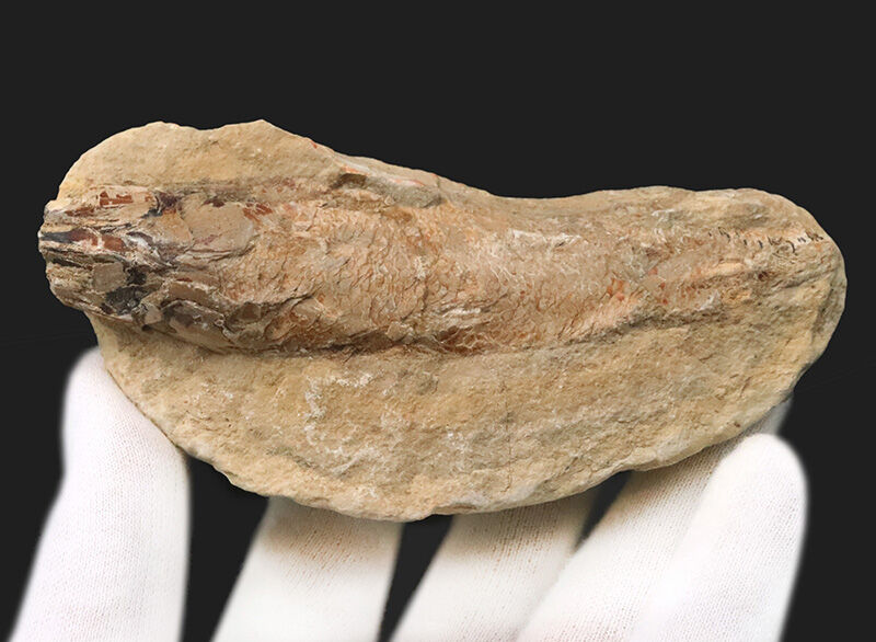 今や入手困難なブラジル産のオールドストック！コレクションに最適な11cmサイズ、絶滅古代魚ラコレピス（Rhacolepis）（その5）