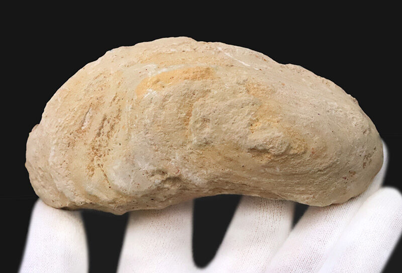 今や入手困難なブラジル産のオールドストック！コレクションに最適な11cmサイズ、絶滅古代魚ラコレピス（Rhacolepis）（その6）