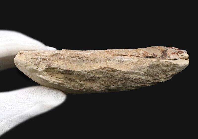 今や入手困難なブラジル産のオールドストック！コレクションに最適な11cmサイズ、絶滅古代魚ラコレピス（Rhacolepis）（その7）