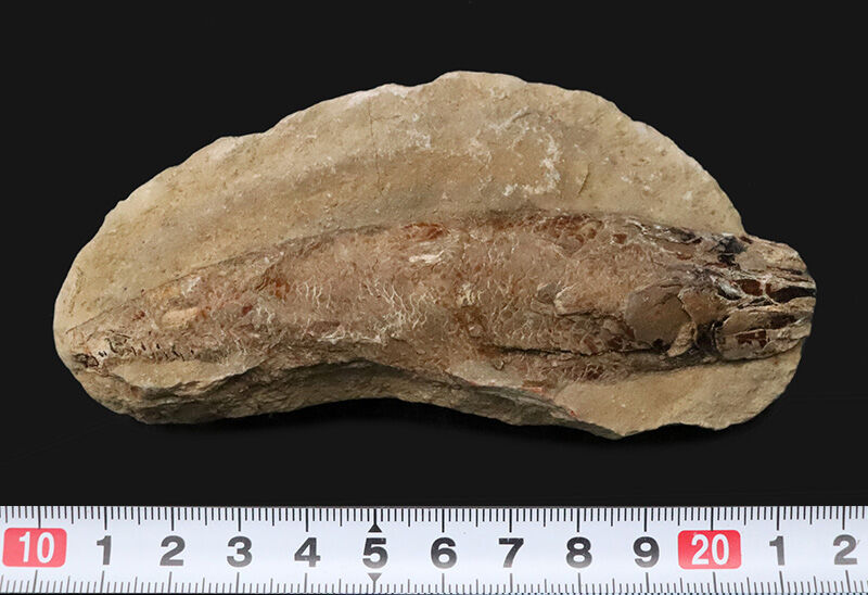 今や入手困難なブラジル産のオールドストック！コレクションに最適な11cmサイズ、絶滅古代魚ラコレピス（Rhacolepis）（その8）