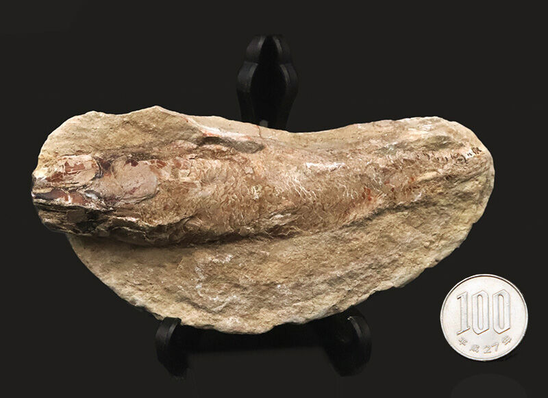 今や入手困難なブラジル産のオールドストック！コレクションに最適な11cmサイズ、絶滅古代魚ラコレピス（Rhacolepis）（その9）