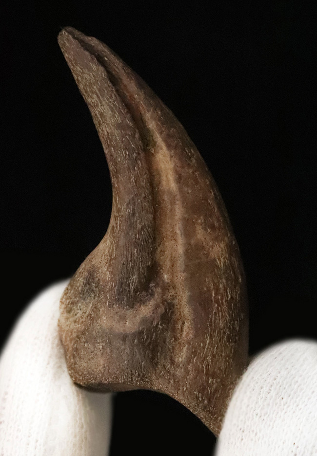 ついに登場！恐竜化石コレクターの憧れの的、ティラノサウルス・レックス（Tyrannosaurus rex）の幼体のハンドクロウ（その1）