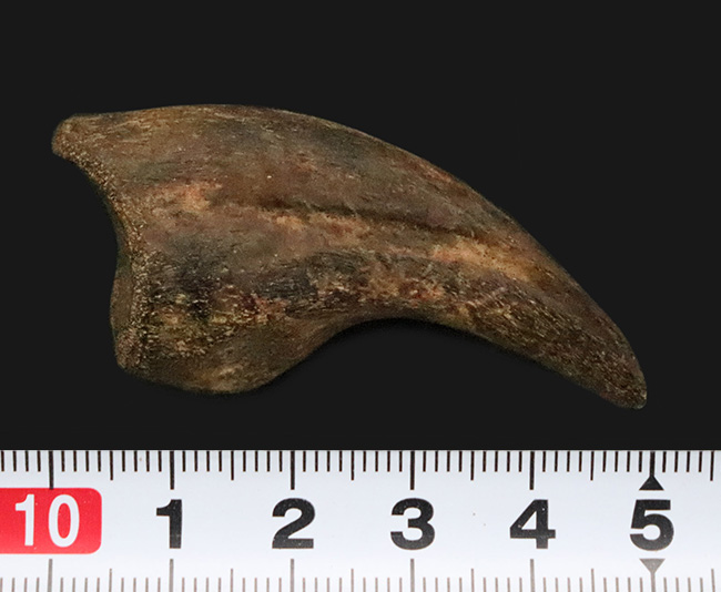 ついに登場！恐竜化石コレクターの憧れの的、ティラノサウルス・レックス（Tyrannosaurus rex）の幼体のハンドクロウ（その10）