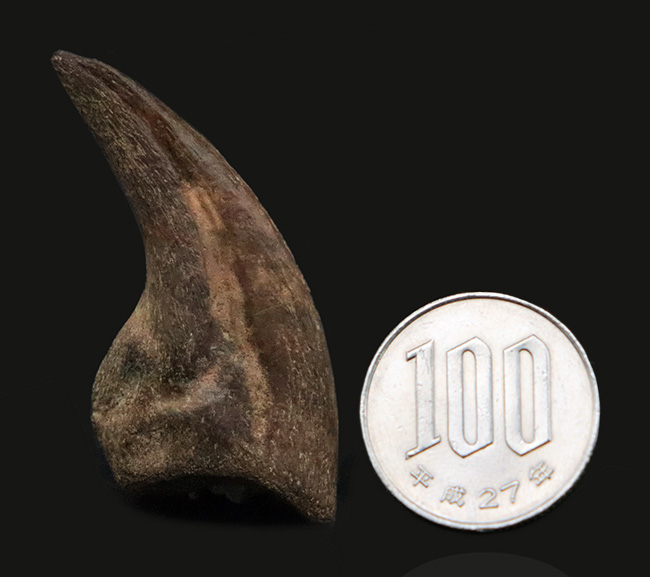 ついに登場！恐竜化石コレクターの憧れの的、ティラノサウルス・レックス（Tyrannosaurus rex）の幼体のハンドクロウ（その11）