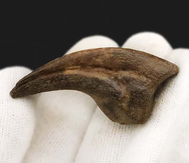 ついに登場！恐竜化石コレクターの憧れの的、ティラノサウルス・レックス（Tyrannosaurus rex）の幼体のハンドクロウ（その2）