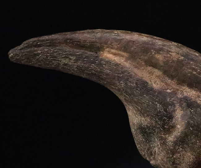 ついに登場！恐竜化石コレクターの憧れの的、ティラノサウルス・レックス（Tyrannosaurus rex）の幼体のハンドクロウ（その3）