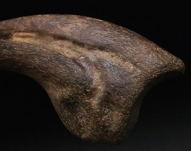 ついに登場！恐竜化石コレクターの憧れの的、ティラノサウルス・レックス（Tyrannosaurus rex）の幼体のハンドクロウ（その4）