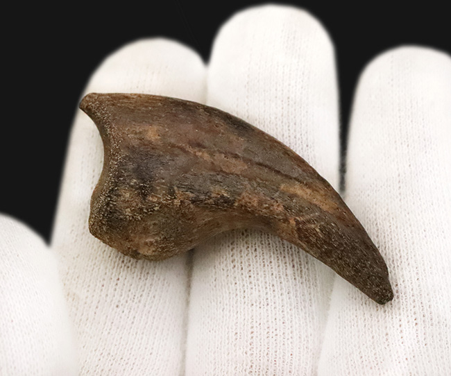 ついに登場！恐竜化石コレクターの憧れの的、ティラノサウルス・レックス（Tyrannosaurus rex）の幼体のハンドクロウ（その5）