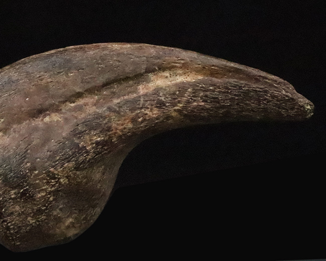 ついに登場！恐竜化石コレクターの憧れの的、ティラノサウルス・レックス（Tyrannosaurus rex）の幼体のハンドクロウ（その6）