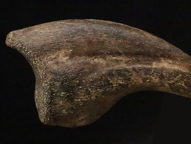 ついに登場！恐竜化石コレクターの憧れの的、ティラノサウルス・レックス（Tyrannosaurus rex）の幼体のハンドクロウ（その7）