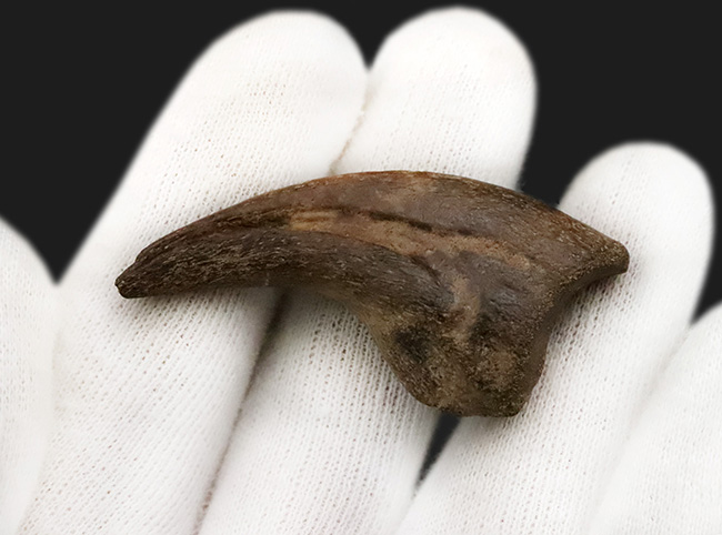 ついに登場！恐竜化石コレクターの憧れの的、ティラノサウルス・レックス（Tyrannosaurus rex）の幼体のハンドクロウ（その8）