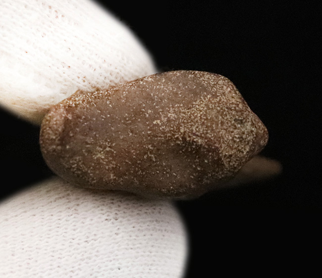 ついに登場！恐竜化石コレクターの憧れの的、ティラノサウルス・レックス（Tyrannosaurus rex）の幼体のハンドクロウ（その9）