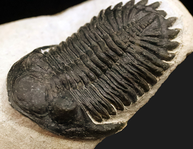 高品位ホラルドプス（Hollardops）｜鋭い頭部と立体的な頬棘が魅力のデボン紀三葉虫（その1）