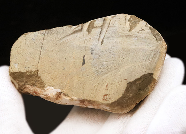 高品位ホラルドプス（Hollardops）｜鋭い頭部と立体的な頬棘が魅力のデボン紀三葉虫（その11）