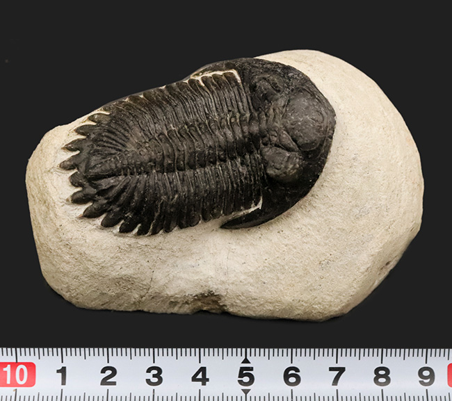 高品位ホラルドプス（Hollardops）｜鋭い頭部と立体的な頬棘が魅力のデボン紀三葉虫（その13）