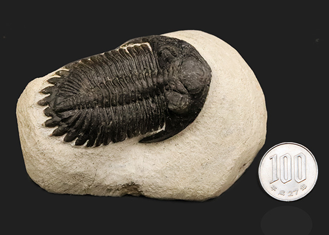 高品位ホラルドプス（Hollardops）｜鋭い頭部と立体的な頬棘が魅力のデボン紀三葉虫（その14）