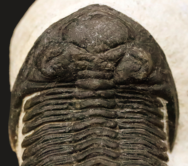 高品位ホラルドプス（Hollardops）｜鋭い頭部と立体的な頬棘が魅力のデボン紀三葉虫（その3）