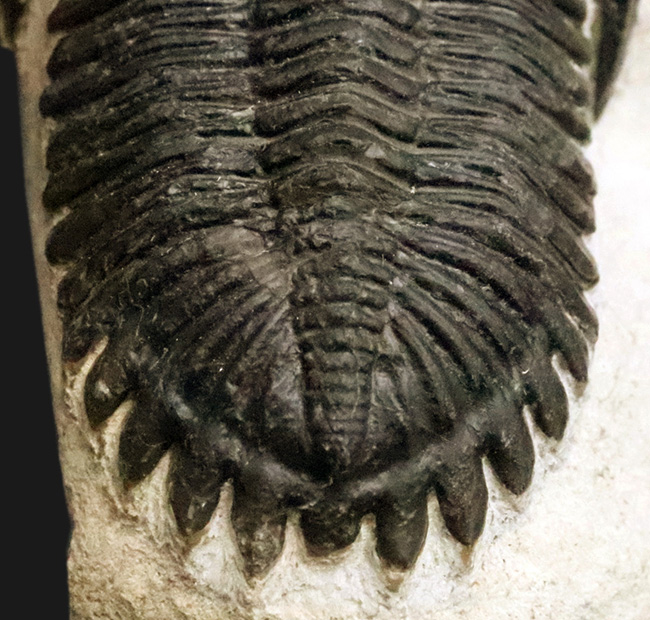 高品位ホラルドプス（Hollardops）｜鋭い頭部と立体的な頬棘が魅力のデボン紀三葉虫（その4）