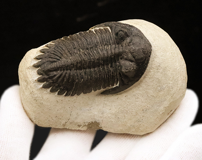 高品位ホラルドプス（Hollardops）｜鋭い頭部と立体的な頬棘が魅力のデボン紀三葉虫（その5）