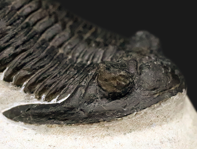 高品位ホラルドプス（Hollardops）｜鋭い頭部と立体的な頬棘が魅力のデボン紀三葉虫（その6）