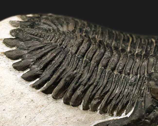 高品位ホラルドプス（Hollardops）｜鋭い頭部と立体的な頬棘が魅力のデボン紀三葉虫（その7）