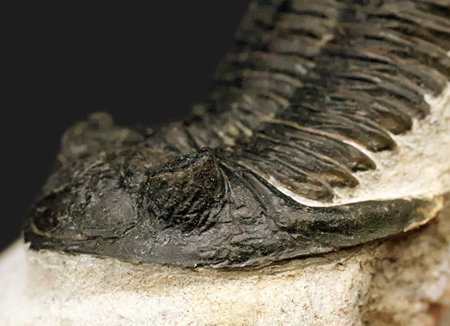 高品位ホラルドプス（Hollardops）｜鋭い頭部と立体的な頬棘が魅力のデボン紀三葉虫（その8）