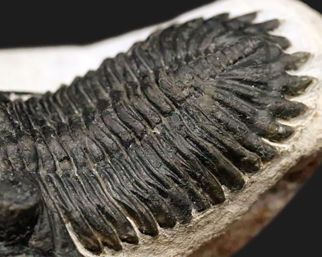 高品位ホラルドプス（Hollardops）｜鋭い頭部と立体的な頬棘が魅力のデボン紀三葉虫（その9）