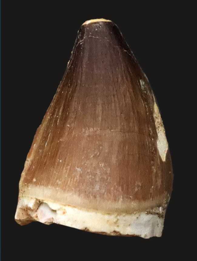 この分厚さ、この迫力！白亜紀後期の海を支配したギャング、モササウルス（Mosasaurus）の迫力満点の極太歯化石（その1）