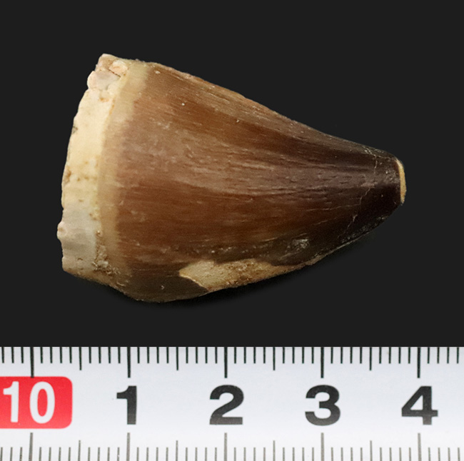 この分厚さ、この迫力！白亜紀後期の海を支配したギャング、モササウルス（Mosasaurus）の迫力満点の極太歯化石（その6）