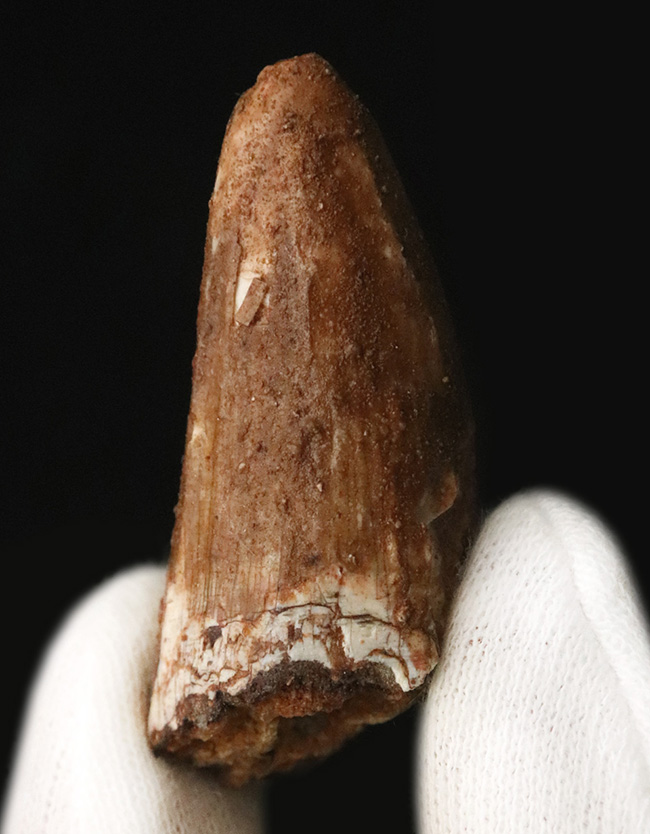 史上最大級の肉食恐竜の一つ、スピノサウルス（Spinosaurus）の分厚い歯化石（その1）