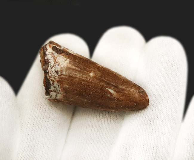 史上最大級の肉食恐竜の一つ、スピノサウルス（Spinosaurus）の分厚い歯化石（その2）