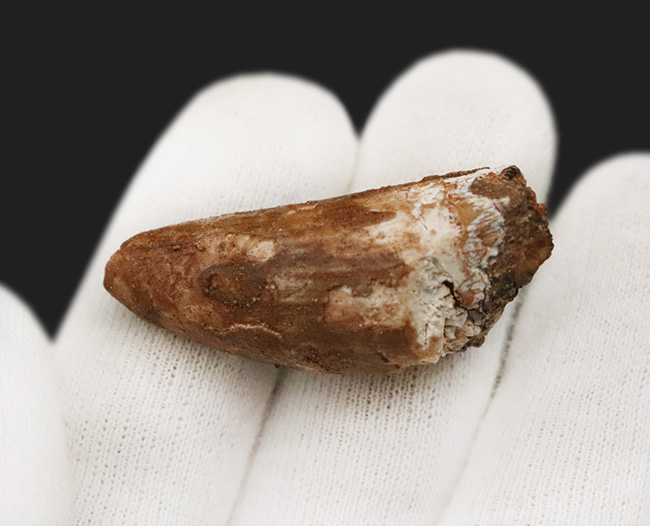 史上最大級の肉食恐竜の一つ、スピノサウルス（Spinosaurus）の分厚い歯化石（その3）