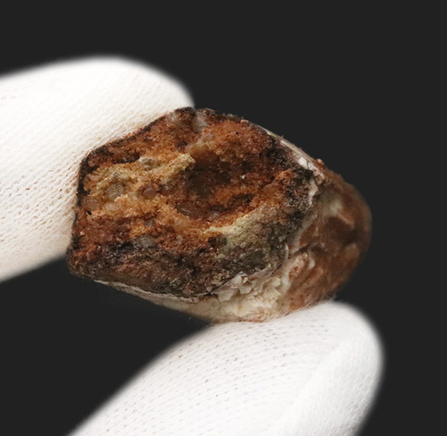 史上最大級の肉食恐竜の一つ、スピノサウルス（Spinosaurus）の分厚い歯化石（その4）