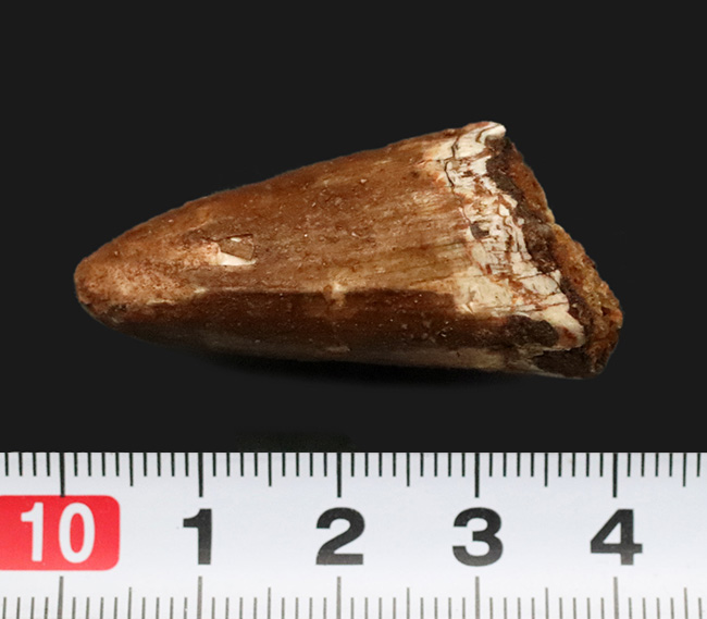 史上最大級の肉食恐竜の一つ、スピノサウルス（Spinosaurus）の分厚い歯化石（その5）